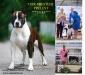 JCH,CH.RUS, LV, AMSTAFF MAJOR 2017 Junior class (female) - 2 TOIR-PRESTIZH PRELEST