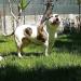 Diamond's bull jackhammer of ostwaybulls