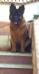 Telly Vom MI Kennel
