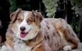  Dixie Rds Red Bandit Vixen Of Big Sky
