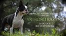  Artbobo Bazileo