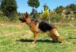 Cane Von Der United Hof