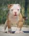 Ylca's OHANA of Bomberbulls