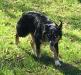  Taz S Little Luna