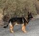Conan Vom Alabama Police K9
