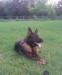 Saddie Pinta Anrebri Von Sable Rock