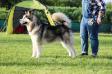 Multi Ch, Multi BOB, Hungary Top Alaskan Malamute Male 2017 Breathtaking Dancing Beam Of Unesdala