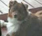 Timberline Phoenix Little Bear