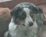  Timberline Flicka Snowpaws