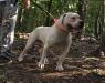 Jam Up Bulldogs' Grizzly