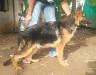 Santu's Alex