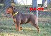 GRAND CHAMPION MISS HAZEL OF KHAOS KENNELS