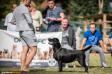  SWEET YEARS LABRADORS TRAFFIC JAM