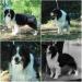 AKC GCH / UKC CH Peaceful Acres Floats Like A Butterfly Stings Like A Bee