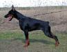 INT CH,Estonian Dobermann Club Winner'09,Latvian Winner'11 Imidz Bella Ballada Dolores