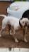 Goodman's Shenzi of OAB