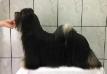 RMoretto Cane Promises in the Dark