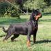 goldie rottweiler bomber