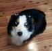  Timberline Blue Eyed Bella