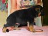 TILL HERZ WOLF RITTER UA