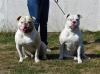 borderline bull's hilde of boulam forever's