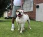 Percy of Prime Example Bulldogs