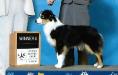 AKC CH & UKC CH Red Rock Super Nova