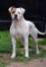 Belles Creek Secret Crush @ Theora American Bulldogs