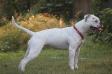 KC/Sprenkels Madusa of Masterbully