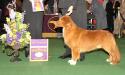 MBGDIS/ AKC Gold GCH CH/Can Ch/ NSDTRC CH Lennoxlove Susqudilla's Mini Cooper