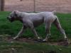 Pedigree American Bulldogs Australia Calma of J.U.B's