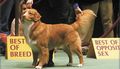 MBISS/AKC/NSDTRC/CKC CH Littleriver's Decoy Dancer