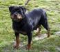 BEEWTY VOM KING BREED ROTTWEILER