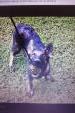 Dark Vom Alabama Police K9