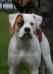 Sly Dog American Bulldogs' Circle of Life