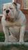 World ReNowned American Bulldog's Sammy The Bull Gra'Fatso