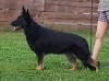 Lindenhill-Gracelyne Topaz of Seven Hills