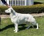 Multi-Best In Show, Total Dog Awards, DIAMOND Grand Champion ROYAL VON TASZ CLASSIC MARTINI