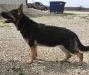 Nala of Adams Shepherds