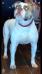 West Michigan American bulldogs coco of deans
