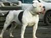 Bulldrow Charles