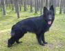 Denzel (Nero) Weber Wendenberg