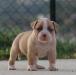 Bomberbulls Golden Jack