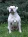 Outlaw American Bulldogs Halle Berry