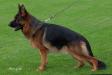 Hunter del Rione Antico