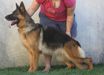 Mithz Von Negus Neguest