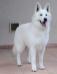 Legend of Alaska du Clan Macval