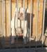  Lionesses Winky of Backyard