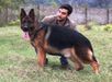  MIKE IRAN GSD