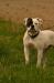 Masterbully/Mightybull's Coco Storm of Just Ayton